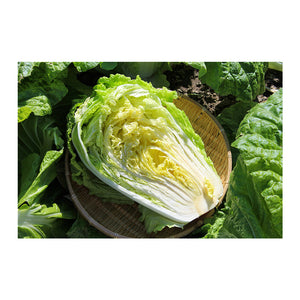 CHINESE CABBAGE HALF