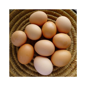 FRESH EGGS FREE RANGE 12PK